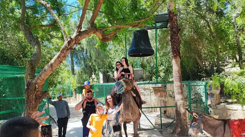 dino safari zoo