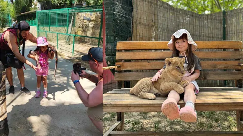 lion cubs petting alanya