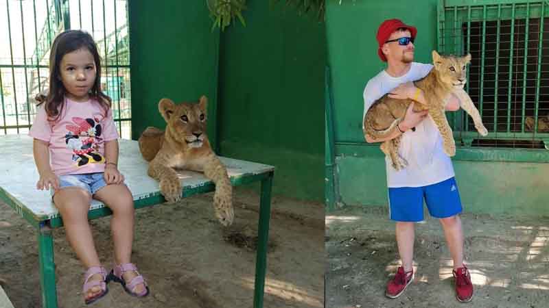 lion park dino safari